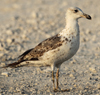 Larus armenicus